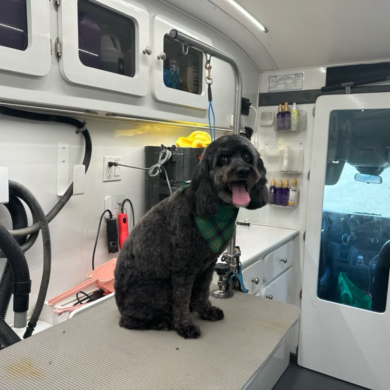 A freshly groomed black cockapoo on the grooming table inside the brightly lit mobile grooming van
