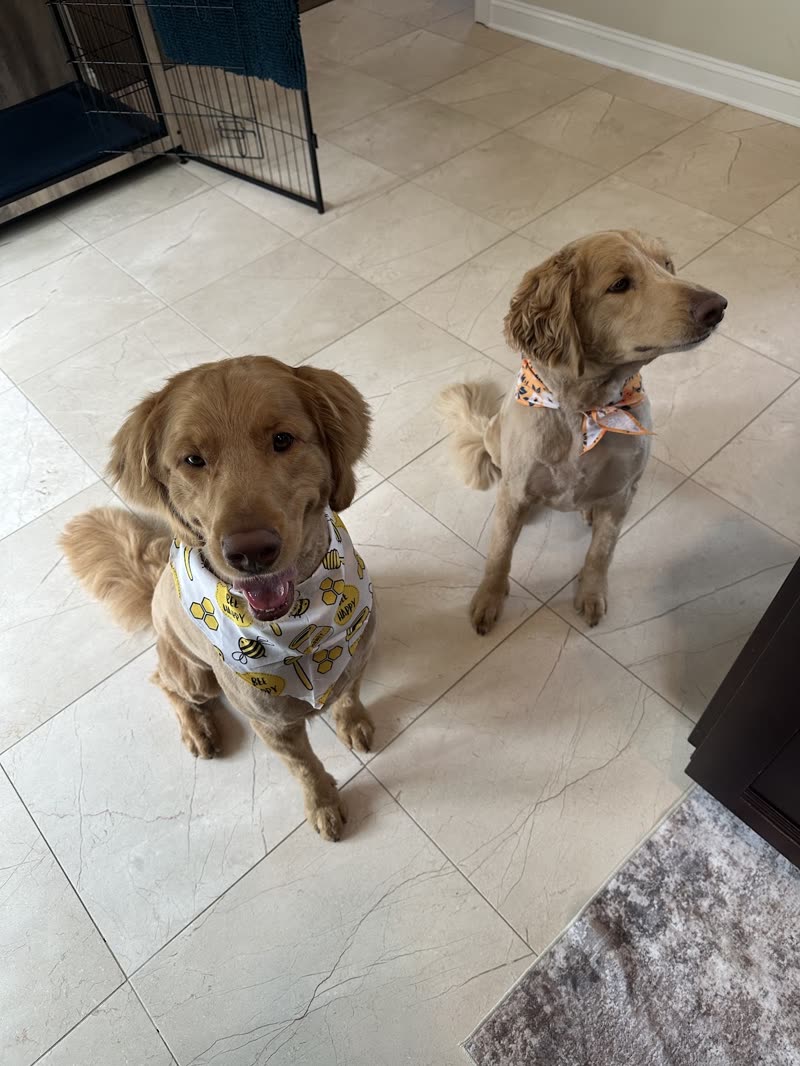 Two freshly groomed golden doodles, one in a floral bandana, on a tiled kitchen floor