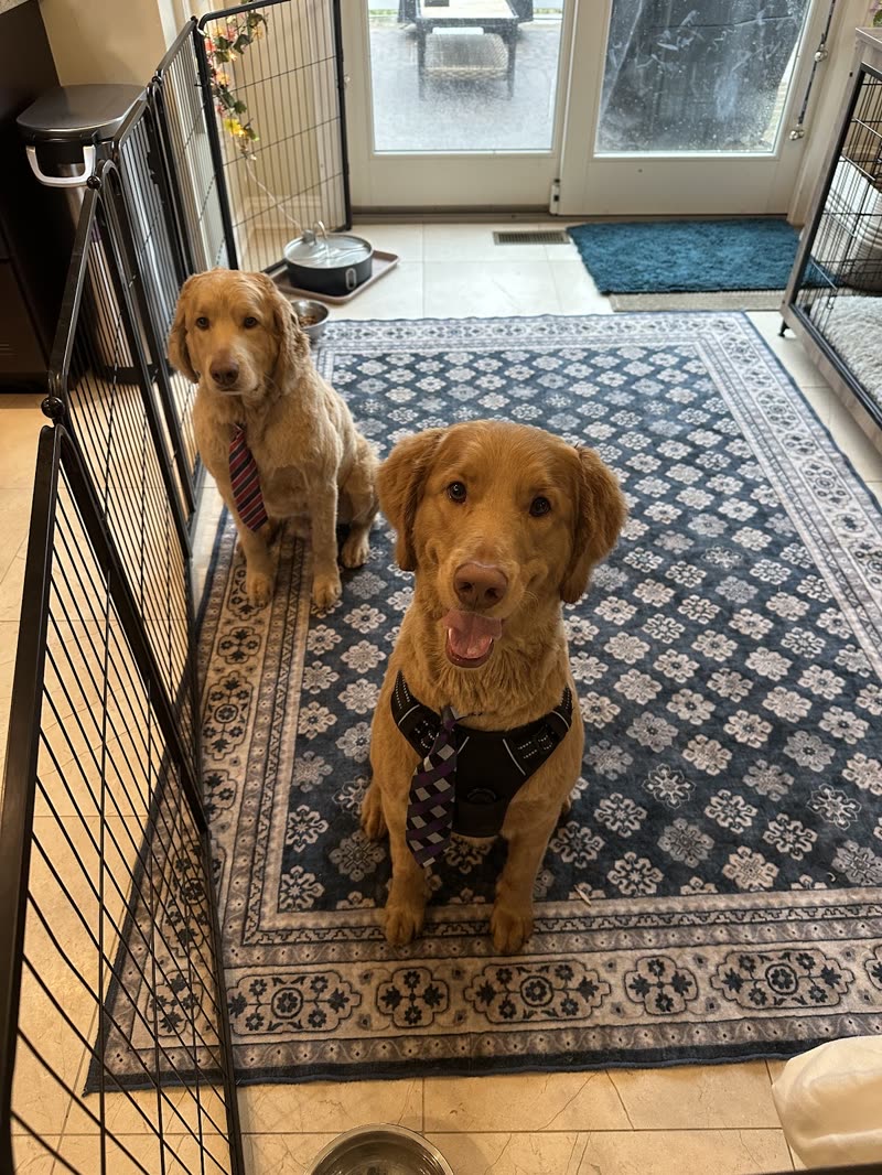 Two golden retrievers sitting together on a patterned rug by a glass door at home
