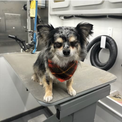 A groomed merle chihuahua-type dog in a plaid bandana standing on the grooming table inside the mobile van