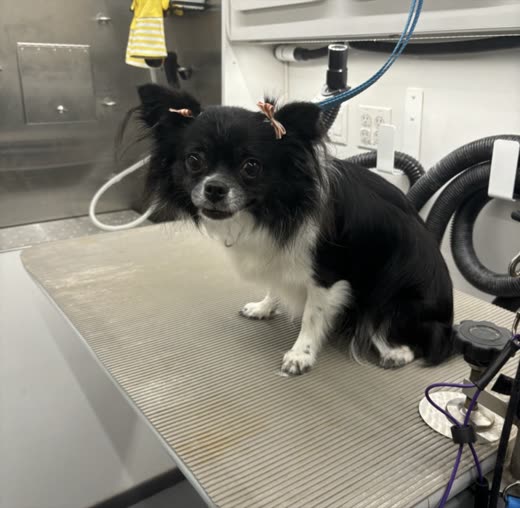 A black and white long-haired chihuahua with pink bows standing on the van's grooming table