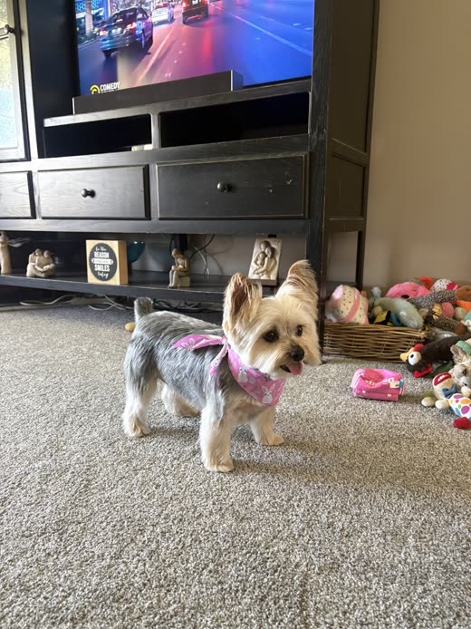 A freshly trimmed yorkie in a pink bandana standing on a living room carpet
