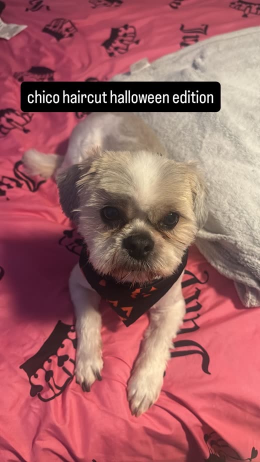 A shih tzu with a freshly trimmed face and a black bandana sitting on a red blanket