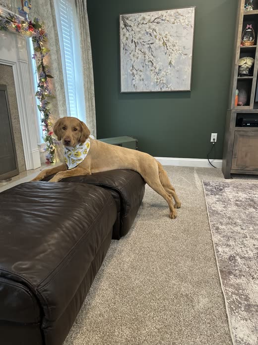 A light golden dog in a bandana resting on a leather sofa after its groom